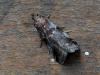 Acrobasis suavella